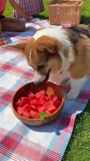 WHEN DOGS FAIL AT THE MOST EMBARRASSING MOMENTS...