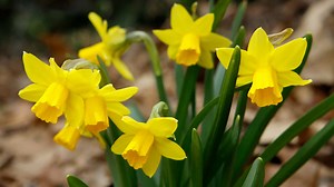 12 Types Of Miniature Daffodils