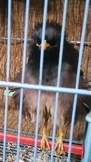 Talking Myna Bird Mimics Human Speech Clearly #shorts #birds #talkingbird #pets