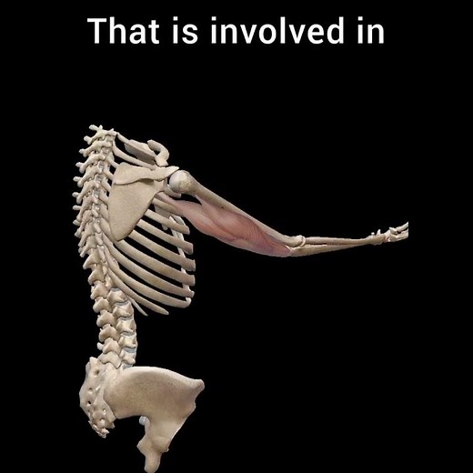 Extensor Muscle of Elbow Joint| Triceps|. #triceps #tricepsworkout