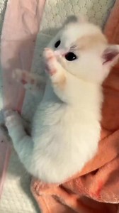 Irresistible! ❤️ #KittenVibes #Sweetheart #Purrfect #Meow #Love #cat #catlover #catlife #babycat #furbaby | Cat Lovers