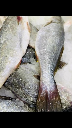 💥💥💥💥💥💥💥💥🎣 | اسماك مرجان - Morgan Fish