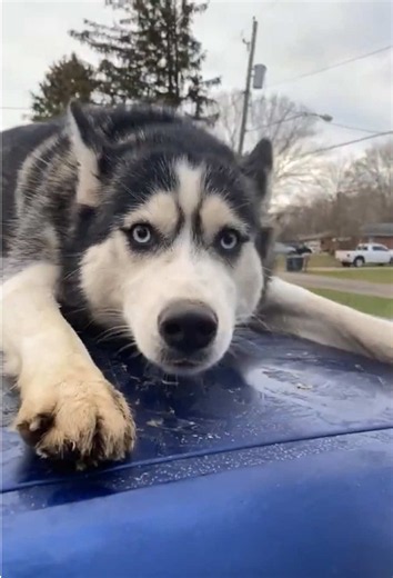 Funny Husky🤣#Foryou #dog #funny #funnydog #funnyvideo #tiktok #funnyanimals