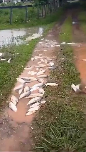 Fish Jumping Onto Land?! 😱 You Won’t Believe This!#jump fish#fishing #fish tips#nature