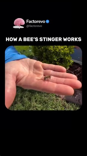 🇺🇸FACTOREVO | FACTS on Instagram: "A bee’s stinger functions like a tiny barbed needle built for defense. When the bee stings, the stinger locks into the skin and venom begins to flow from a small attached sac. The venom creates sharp pain and inflammation that forces predators to back off. Honeybees have a unique feature the barbs on their stingers make them stick firmly in the skin. When the bee tries to fly away, the stinger tears out along with muscles and the venom sac. This is why the st