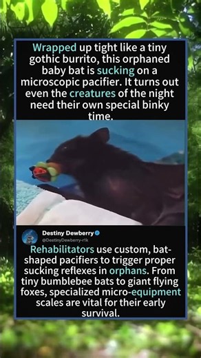 This Baby Bat is a "Goth Burrito" with a Micro Pacifier! 🦇🍼