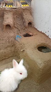 3.2M views · 44K reactions | Rabbit & Bunnies House Making  Complete Video | #viral #trend #fun #vlog #making #birds #dailyvlog #lovebirds #foryou | Fun Corner | Facebook