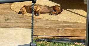 Photo shows sleeping dog unaware of hidden danger — a warning for pet owners