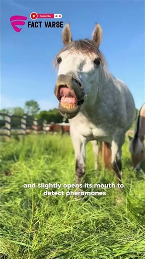 Why This Horse Makes a Strange Face #horse
