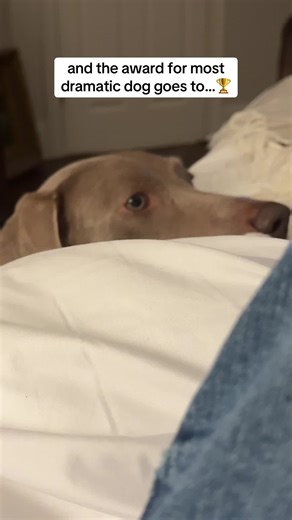 The Most Dramatic Dog Moments with Weimaraners