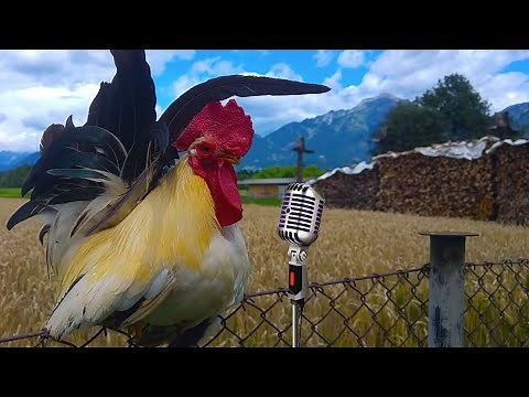 Chicken Dance and Rooster Singing - Rooster Crowing Song in the Morning