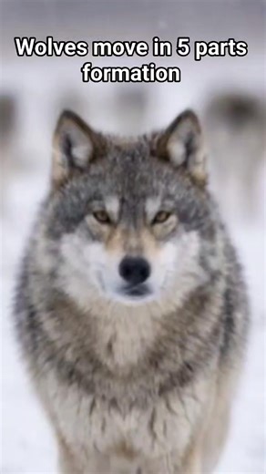 Did you see how smart human beings from first world countries they understand the behavior of every animals on this earth. We just follow what they have written in the book #philippineswelove #wolf #wolfpack | No to Marcos forever in politics