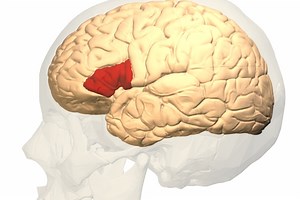 The Science of Stuttering | Neuroscience