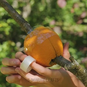 252K views · 1.2K reactions | Planting hacks for beginners to grow your dream garden ☘️ | 5-Minute Crafts Men | Facebook