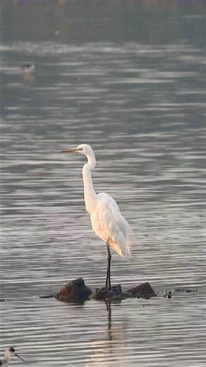 Silent Guardians of the Wetlands | Great Egret