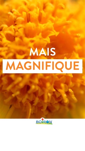 Anti-inflammatoire, apaisante… Découvrez les propriétés d’une plante exigeante : l’Arnica. 🌿 | Boiron