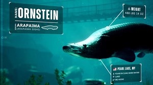 The Catch makes fishing look like a Hitman mission