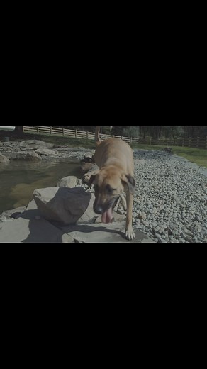 Throwback Thursday! I built K9 Gunner Tactical from scratch. I started by training at a local park, worked my ass off for more, a 26 acre, 100 dog kennel facility. Unfortunately we had to make a strategic business decision due to the mandatory shutdowns with Covid and relocate. Having a family, I had to make an educated and difficult decision just in case shutdowns were for a long period of time. I’m so grateful I did because New Jersey shut down for well over a year and would have made it impos