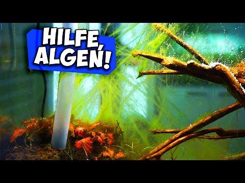 ALGENEXPLOSION IM RIESEN AQUARIUM | LÖSUNG (ohne Chemie) | Aqua Update