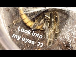 FEEDING my HORNED TARANTULAS !!!