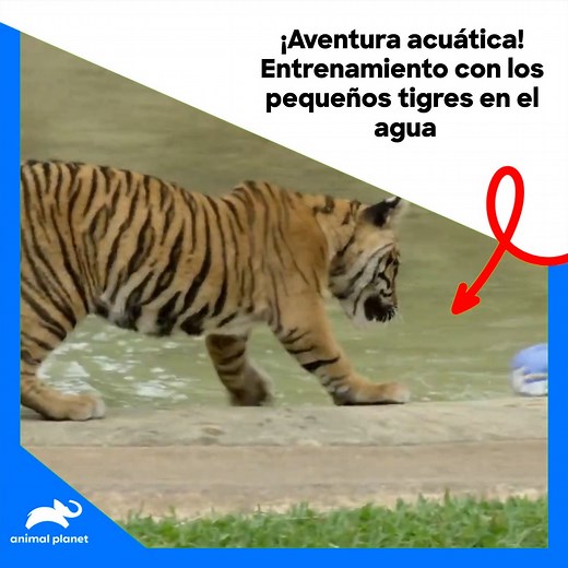 ¡Entrenamiento en el agua con nuestros pequeños tigres! La diversión y el aprendizaje van de la mano 🌊👶 #LosIrwin 🦏🐨✨ Disfruta el contenido de Discovery en MAX. Suscríbete ahora: https://bit.ly/MAX-AnimalPlanetLa | Animal Planet Latinoamérica
