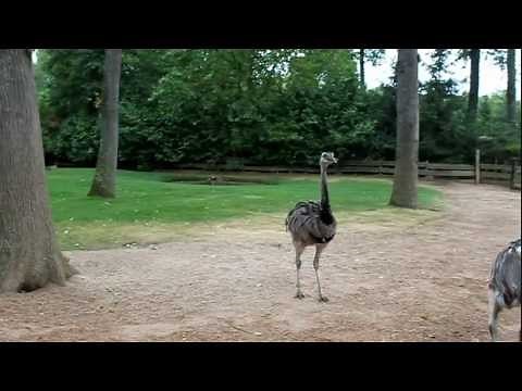 The Amnéville Ostrich Speed ​​Zoo