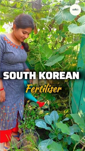 How to make organic pesticides from potatoes? | JADAM Microbial Solution