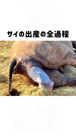 サイの赤ちゃん誕生の感動的な瞬間