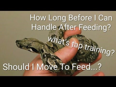 How soon can I handle my boa after feeding and should I feed in or outside of the enclosure?