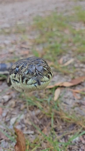 Quick goodbye kiss during a release! 🥰🐍 This video is just absolutely adorable. The snake gave Stu a kiss goodbye to say “thanks for finding me such a nice bushland to live in!” At least that’s what we like to tell ourselves lol! Give us a call anytime for advice, ID, rescues or relocations! We are always happy to help. Human and animal safety is our number one priority! 📞 0409536000 📞 #fblifestyle #coastalcarpetpython #nonvenomous | Sunshine Coast Snake Catchers 24/7