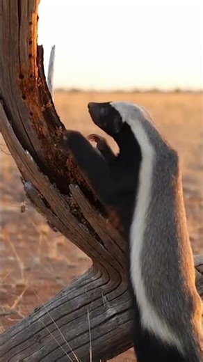 Honey Badger's Unrivaled Bravery Wild Encounters You Have to See 🐾