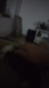 Help me please, my shitzu won't stop bitting. How do I make him stop.