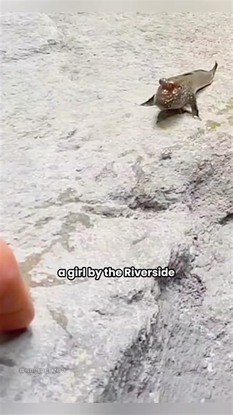 A fish that can walk, not only adorable but also interactive. #fyp#Fish #Cute #Pettiktok