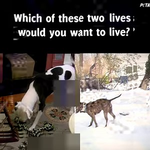 58K views · 1.7K reactions | Dogs only have one life to live — let them live it indoors. | PETA (People for the Ethical Treatment of Animals) | Facebook