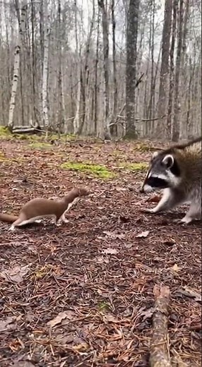 Tiny Warriors Battle: Weasel Fights Raccoon Fiercely!