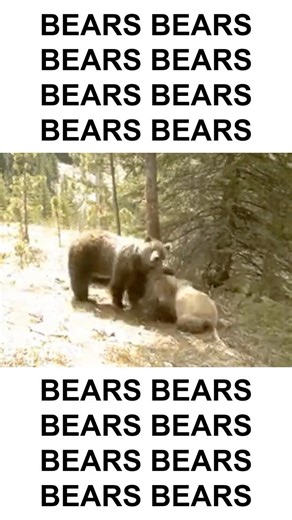 BEARS BEARS BEARS #bears #bear