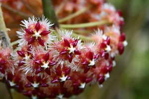 How to Propagate Hoya Plants