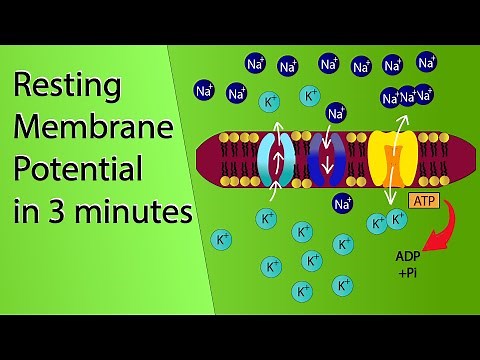 Resting Membrane Potential | NCERT Class 11-Neural control and coordination | NEET Biology Animation