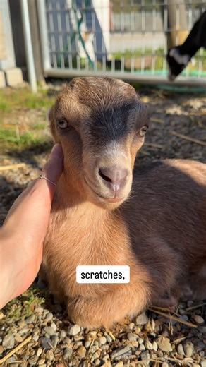 Our little ones are ready to meet you 😍 Come join us for Bottle Baby Breakfast Club, a private experience where you’ll get to meet, feed, and snuggle our 5 baby rescues, all while supporting their care. Learn more and book your visit today: https://www.goatlandia.org/bottle-babies-breakfast-club | Goatlandia Farm Animal Sanctuary and Education Center