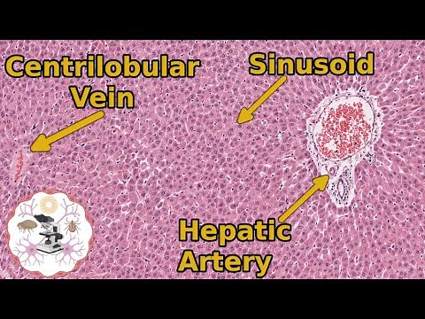 Learn Liver Histology: The Basics You Need to Know