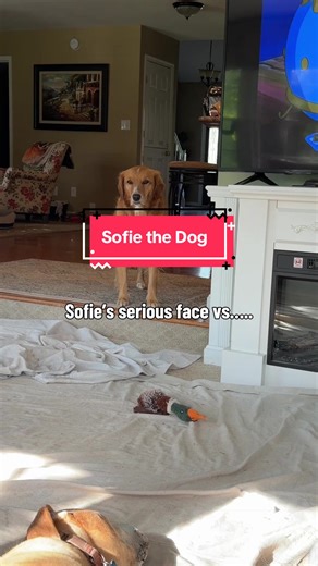 Sophie has two expressions, existential crisis, and happy go lucky Doggo #dogsitter #petsitter #rbf