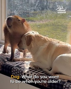 221K views · 2K reactions | The friend you can sit around and do nothing with is always the best!凉 #OddCouples | The Pet Collective | Facebook