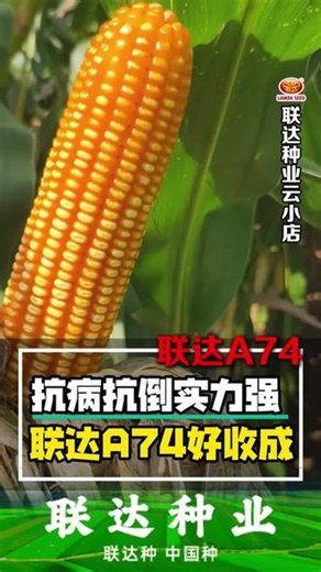 抗病抗倒实力强，联达A74好收成#联达种业云小店#幸福乡村春耕季 #三农第一线#联达A74