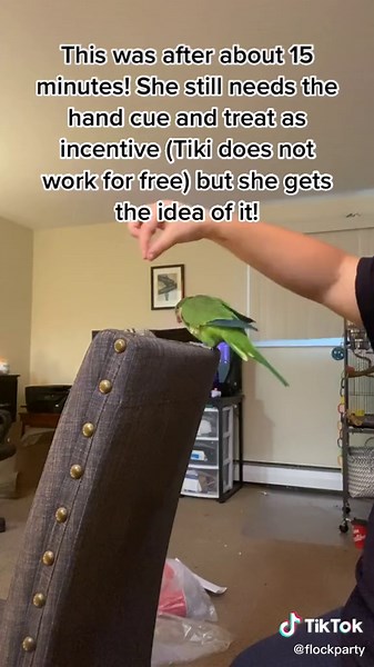 michelle’s flock on TikTok