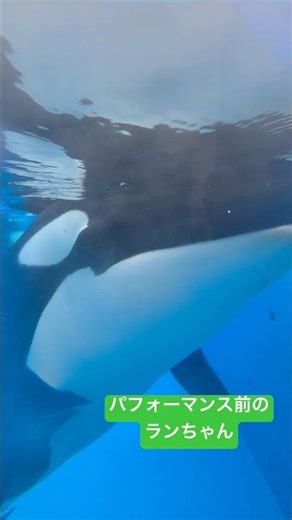 パフォーマンス前のランちゃん 2026.3.29 14:35 #神戸須磨シーワールド#オルカ#orca#ラン#Ran#無断転載禁止