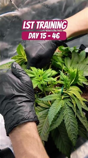 Complete LST process of our Purple Oreoz FEM Day 15 - 46. Only LST, no topping #training