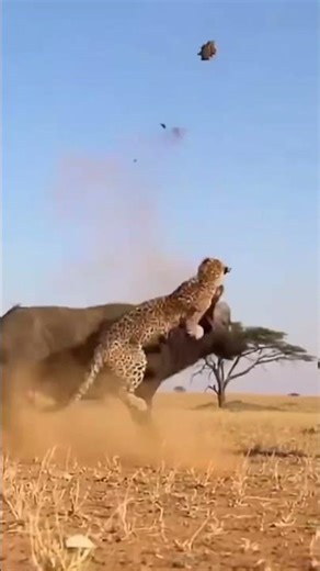 Leopard vs. Buffalo: The Most Insane Horn Toss Ever! 🐆🌪️