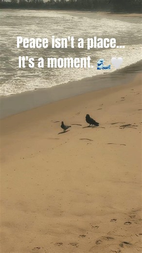 When the Ocean Calls... Even the Birds Listen 🌊🕊️ #Beach #Ocean #Birds