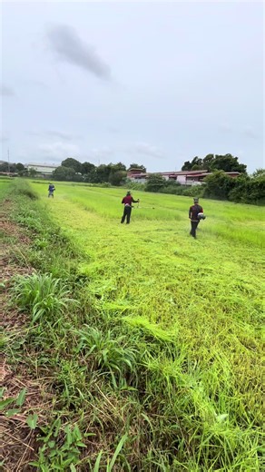 สาระความรู้เกี่ยวกับการตัดใบข้าวและฝูงบินต่ำในสุรินทร์