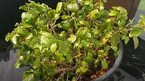 How to grow Watercress plant in fish tank or pond ?